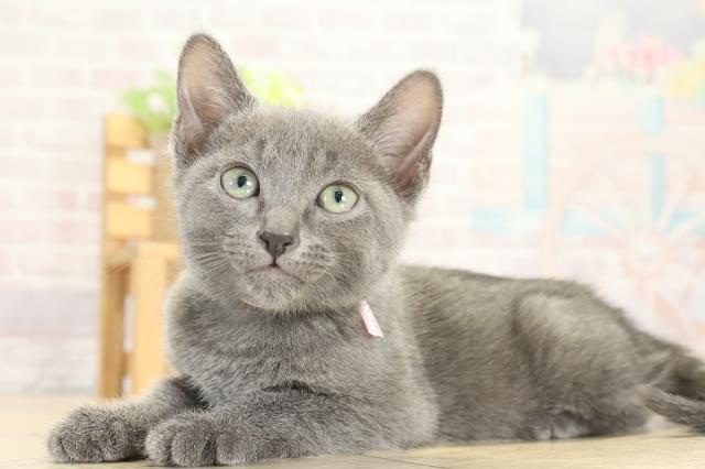 静岡県のロシアンブルー (Coo&RIKU藤枝店/2025年9月14日生まれ/女の子/ブルー)の子猫の3枚目の画像