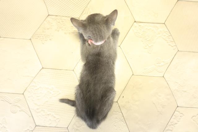 静岡県のロシアンブルー (Coo&RIKU藤枝店/2025年9月14日生まれ/女の子/ブルー)の子猫の4枚目の画像