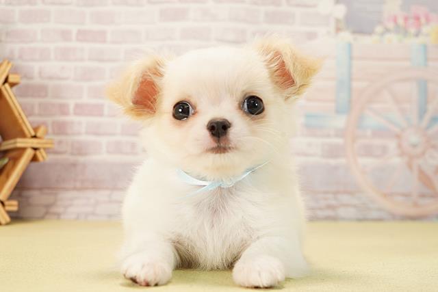 岐阜県のチワワ(ロング) (Coo&RIKU各務原店/2025年9月22日生まれ/男の子/クリームホワイト)の子犬の1枚目の画像