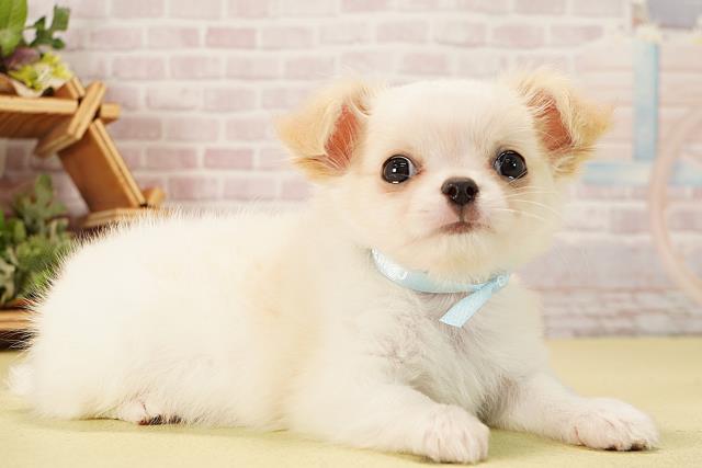 岐阜県のチワワ(ロング) (Coo&RIKU各務原店/2025年9月22日生まれ/男の子/クリームホワイト)の子犬の2枚目の画像