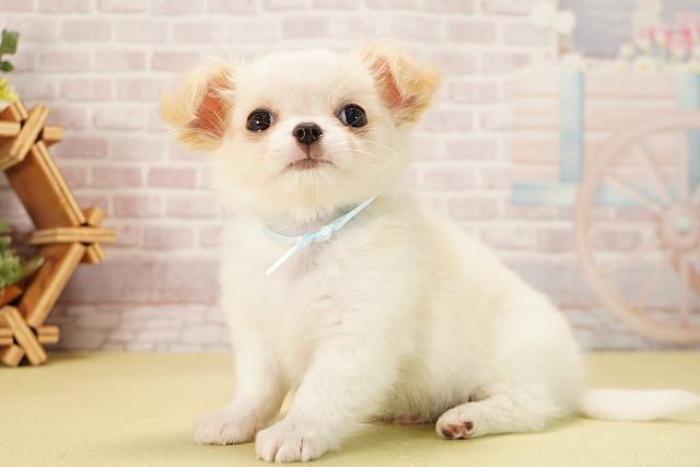 岐阜県のチワワ(ロング) (Coo&RIKU各務原店/2025年9月22日生まれ/男の子/クリームホワイト)の子犬の3枚目の画像