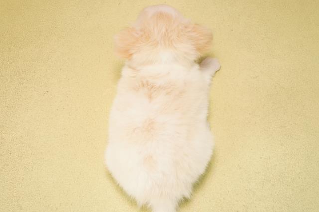 岐阜県のチワワ(ロング) (Coo&RIKU各務原店/2025年9月22日生まれ/男の子/クリームホワイト)の子犬の4枚目の画像