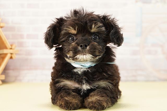 愛知県のチワプー/プーチー(チワワ×プードル) (Coo&RIKU東海一宮店/2025年9月23日生まれ/男の子/ブラッククリーム)の子犬の1枚目の画像