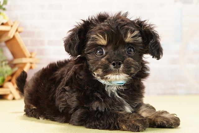 愛知県のチワプー/プーチー(チワワ×プードル) (Coo&RIKU東海一宮店/2025年9月23日生まれ/男の子/ブラッククリーム)の子犬の2枚目の画像