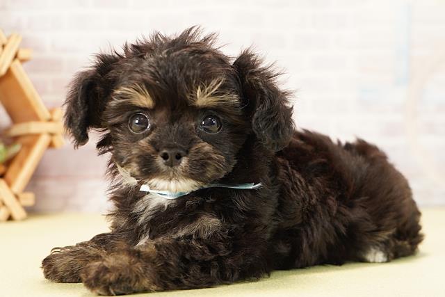 愛知県のチワプー/プーチー(チワワ×プードル) (Coo&RIKU東海一宮店/2025年9月23日生まれ/男の子/ブラッククリーム)の子犬の3枚目の画像