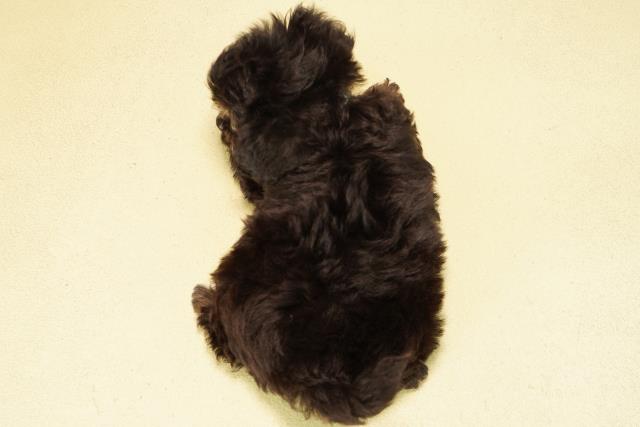 愛知県のチワプー/プーチー(チワワ×プードル) (Coo&RIKU東海一宮店/2025年9月23日生まれ/男の子/ブラッククリーム)の子犬の4枚目の画像