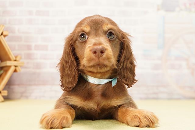 岐阜県のミニチュアダックスフンド(ロング) (Coo&RIKU各務原店/2025年9月24日生まれ/男の子/チョコレートタン)の子犬の1枚目の画像