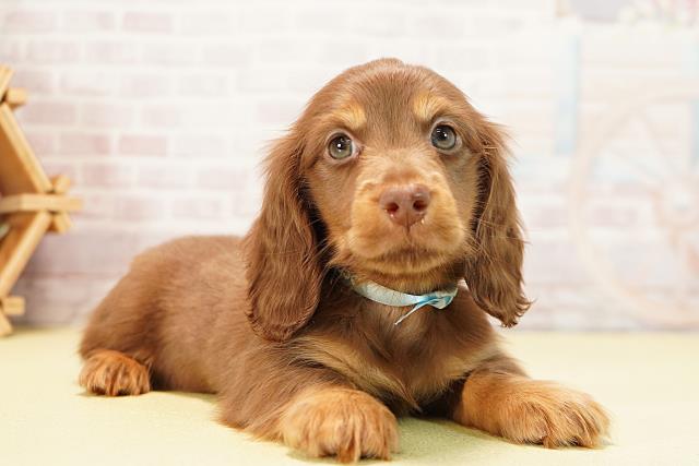 岐阜県のミニチュアダックスフンド(ロング) (Coo&RIKU各務原店/2025年9月24日生まれ/男の子/チョコレートタン)の子犬の2枚目の画像