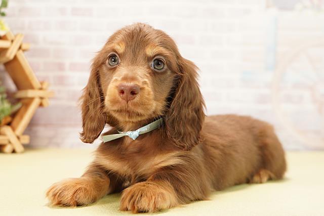 岐阜県のミニチュアダックスフンド(ロング) (Coo&RIKU各務原店/2025年9月24日生まれ/男の子/チョコレートタン)の子犬の3枚目の画像