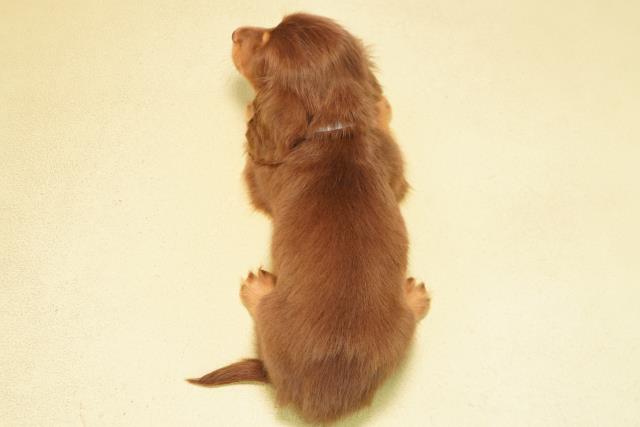 岐阜県のミニチュアダックスフンド(ロング) (Coo&RIKU各務原店/2025年9月24日生まれ/男の子/チョコレートタン)の子犬の4枚目の画像