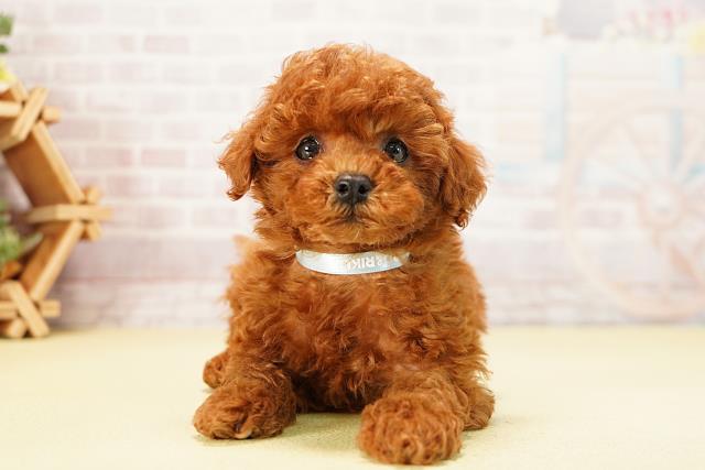 岐阜県のトイプードル(トイ) (Coo&RIKU各務原店/2025年9月24日生まれ/男の子/レッド)の子犬の1枚目の画像