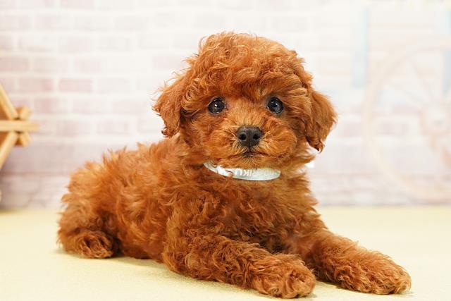 岐阜県のトイプードル(トイ) (Coo&RIKU各務原店/2025年9月24日生まれ/男の子/レッド)の子犬の2枚目の画像