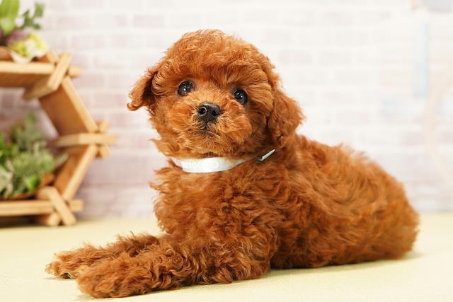 岐阜県のトイプードル(トイ) (Coo&RIKU各務原店/2025年9月24日生まれ/男の子/レッド)の子犬の3枚目の画像