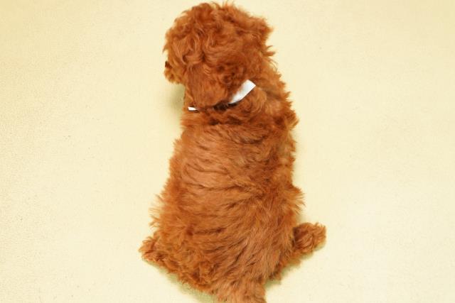 岐阜県のトイプードル(トイ) (Coo&RIKU各務原店/2025年9月24日生まれ/男の子/レッド)の子犬の4枚目の画像