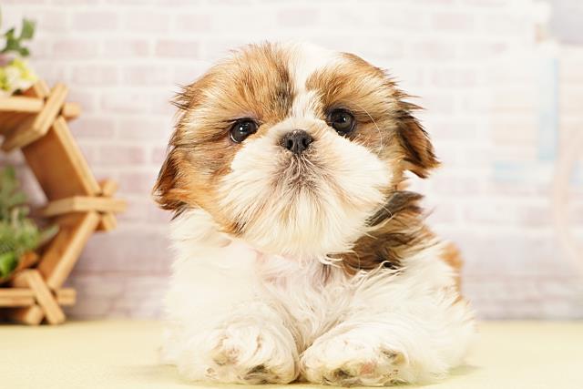 愛知県のシーズー (Coo&RIKU東海一宮店/2025年9月22日生まれ/女の子/ゴールドホワイト)の子犬