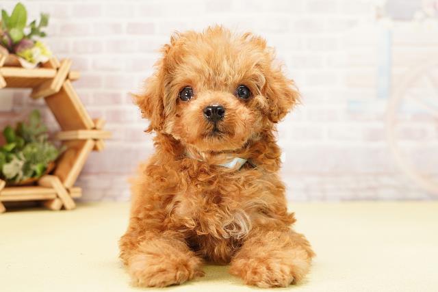 岐阜県のトイプードル(トイ) (Coo&RIKU岐南店/2025年9月20日生まれ/男の子/レッド)の子犬