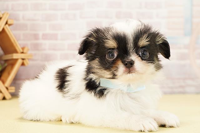 静岡県のチワワ(ロング) (Coo&RIKU富士店/2025年9月24日生まれ/男の子/パーティーカラー)の子犬の2枚目の画像