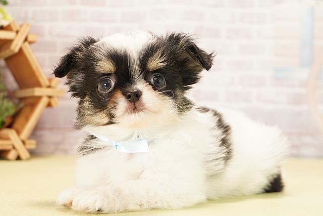 静岡県のチワワ(ロング) (Coo&RIKU富士店/2025年9月24日生まれ/男の子/パーティーカラー)の子犬の3枚目の画像