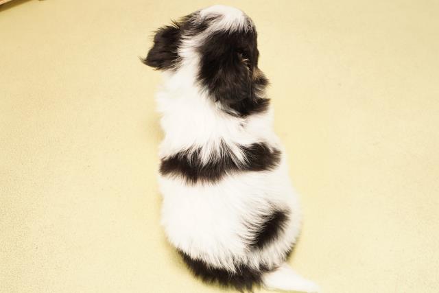 静岡県のチワワ(ロング) (Coo&RIKU富士店/2025年9月24日生まれ/男の子/パーティーカラー)の子犬の4枚目の画像