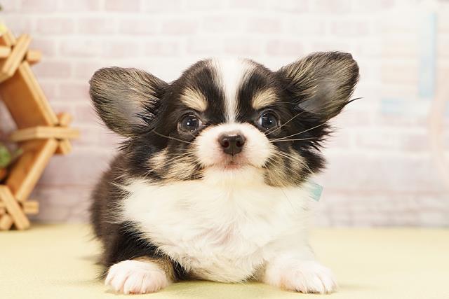 静岡県のチワワ(ロング) (Coo&RIKU掛川店/2025年9月22日生まれ/男の子/ブラックタンホワイト)の子犬の1枚目の画像