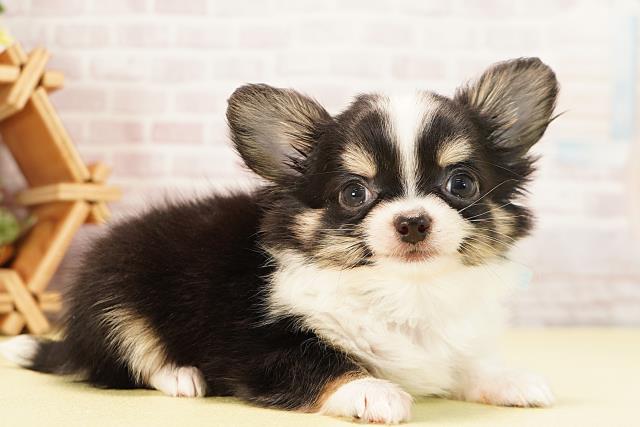 静岡県のチワワ(ロング) (Coo&RIKU掛川店/2025年9月22日生まれ/男の子/ブラックタンホワイト)の子犬の2枚目の画像