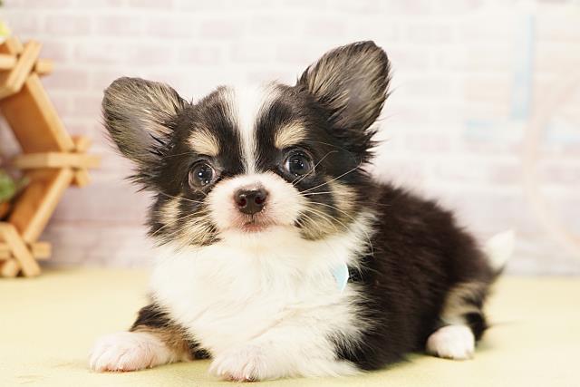 静岡県のチワワ(ロング) (Coo&RIKU掛川店/2025年9月22日生まれ/男の子/ブラックタンホワイト)の子犬の3枚目の画像