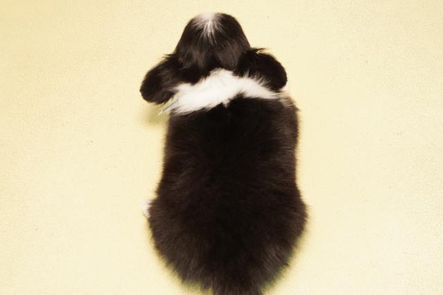 静岡県のチワワ(ロング) (Coo&RIKU掛川店/2025年9月22日生まれ/男の子/ブラックタンホワイト)の子犬の4枚目の画像