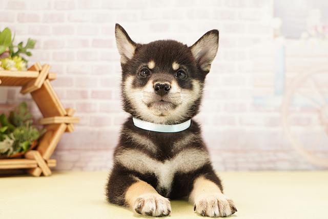 岐阜県の柴犬(標準サイズ) (Coo&RIKU岐阜店/2025年9月22日生まれ/男の子/黒)の子犬