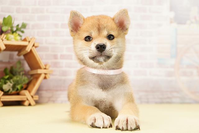 愛知県の柴犬(標準サイズ) (Coo&RIKU東海一宮店/2025年9月22日生まれ/女の子/赤)の子犬の1枚目の画像