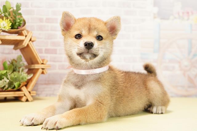 愛知県の柴犬(標準サイズ) (Coo&RIKU東海一宮店/2025年9月22日生まれ/女の子/赤)の子犬の3枚目の画像