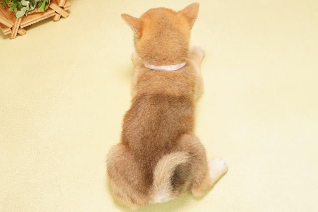 愛知県の柴犬(標準サイズ) (Coo&RIKU東海一宮店/2025年9月22日生まれ/女の子/赤)の子犬の4枚目の画像