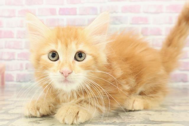 神奈川県のノルウェージャンフォレストキャット (Coo&RIKU秦野店/2025年9月23日生まれ/男の子/レッドタビー)の子猫の2枚目の画像