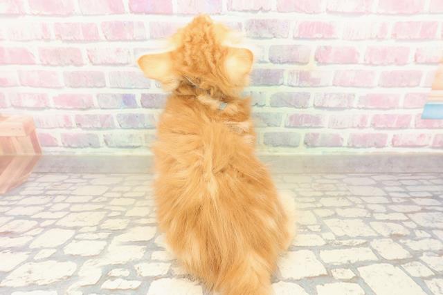 神奈川県のノルウェージャンフォレストキャット (Coo&RIKU秦野店/2025年9月23日生まれ/男の子/レッドタビー)の子猫の4枚目の画像