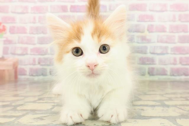 神奈川県のノルウェージャンフォレストキャット (Coo&RIKU藤沢店/2025年9月23日生まれ/男の子/レッドタビーホワイト)の子猫の1枚目の画像