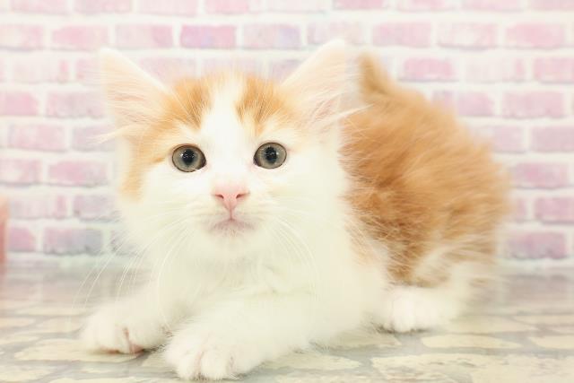 神奈川県のノルウェージャンフォレストキャット (Coo&RIKU藤沢店/2025年9月23日生まれ/男の子/レッドタビーホワイト)の子猫の2枚目の画像