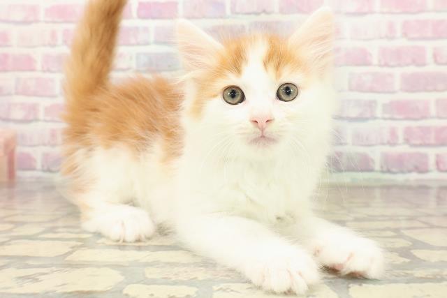 神奈川県のノルウェージャンフォレストキャット (Coo&RIKU藤沢店/2025年9月23日生まれ/男の子/レッドタビーホワイト)の子猫の3枚目の画像