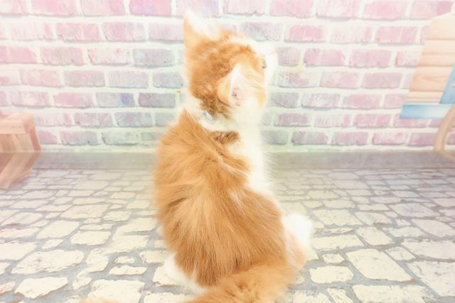 神奈川県のノルウェージャンフォレストキャット (Coo&RIKU藤沢店/2025年9月23日生まれ/男の子/レッドタビーホワイト)の子猫の4枚目の画像