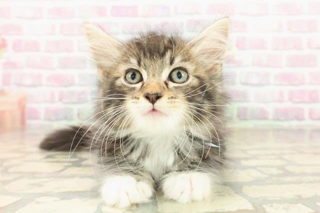 神奈川県のノルウェージャンフォレストキャット (Coo&RIKU平塚店/2025年9月23日生まれ/男の子/ブラウンタビーホワイト)の子猫の1枚目の画像