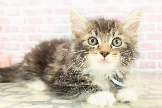 神奈川県のノルウェージャンフォレストキャット (Coo&RIKU平塚店/2025年9月23日生まれ/男の子/ブラウンタビーホワイト)の子猫の3枚目の画像