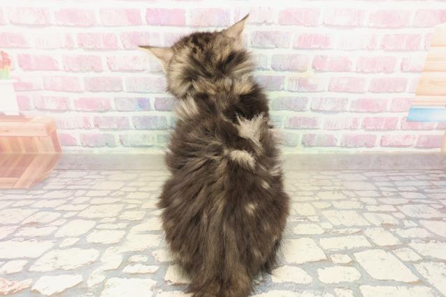 神奈川県のノルウェージャンフォレストキャット (Coo&RIKU平塚店/2025年9月23日生まれ/男の子/ブラウンタビーホワイト)の子猫の4枚目の画像