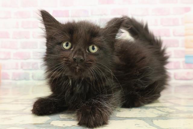 東京都のノルウェージャンフォレストキャット (Coo&RIKU福生店/2025年9月23日生まれ/男の子/ブラック)の子猫の2枚目の画像