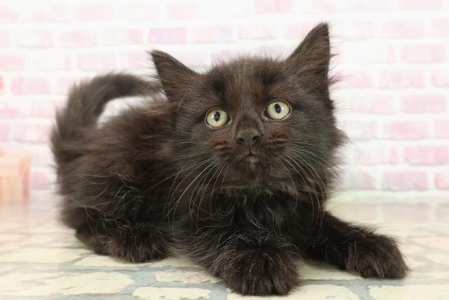 東京都のノルウェージャンフォレストキャット (Coo&RIKU福生店/2025年9月23日生まれ/男の子/ブラック)の子猫の3枚目の画像