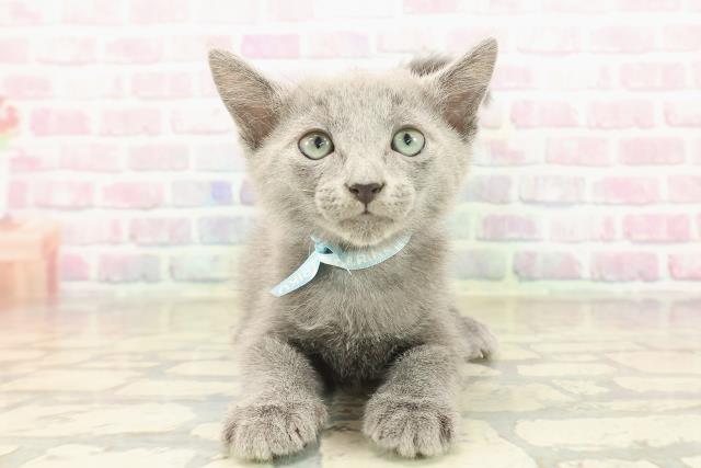 山梨県のロシアンブルー (Coo&RIKU甲府昭和通り店/2025年9月22日生まれ/男の子/ブルー)の子猫