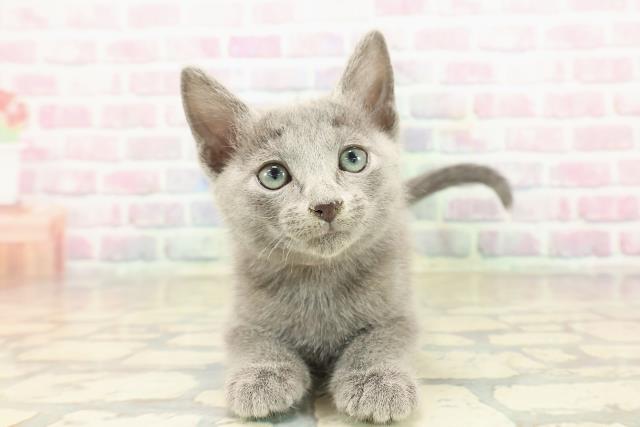 ロシアンブルー