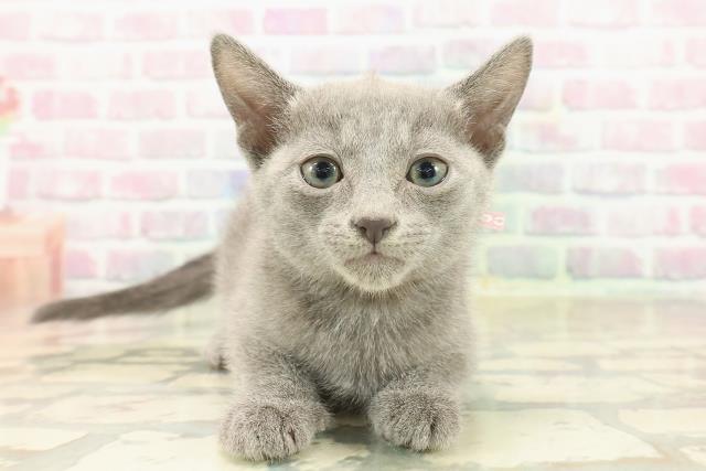 ロシアンブルー