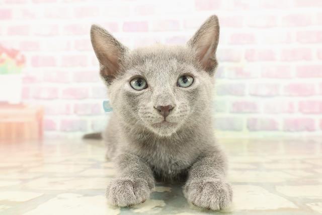 神奈川県のロシアンブルー (Coo&RIKU平塚店/2025年9月22日生まれ/男の子/ブルー)の子猫の1枚目の画像