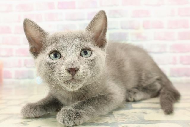 神奈川県のロシアンブルー (Coo&RIKU平塚店/2025年9月22日生まれ/男の子/ブルー)の子猫の2枚目の画像