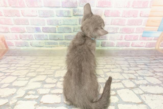 神奈川県のロシアンブルー (Coo&RIKU平塚店/2025年9月22日生まれ/男の子/ブルー)の子猫の4枚目の画像