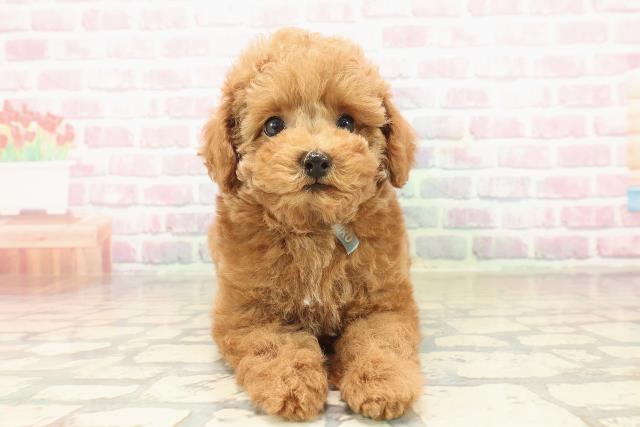 栃木県のトイプードル(トイ) (Coo&RIKU宇都宮店/2025年9月23日生まれ/男の子/アプリコット)の子犬の1枚目の画像