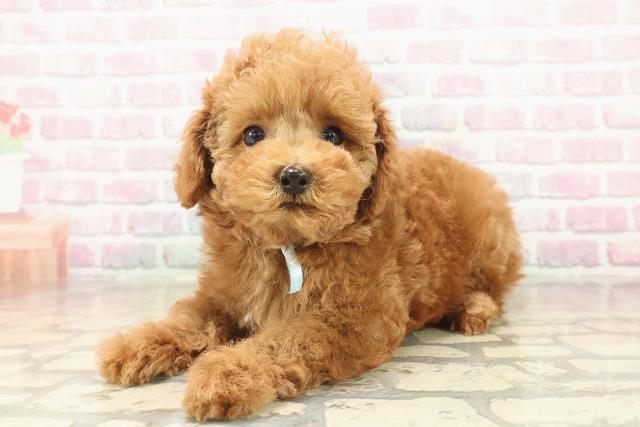 栃木県のトイプードル(トイ) (Coo&RIKU宇都宮店/2025年9月23日生まれ/男の子/アプリコット)の子犬の2枚目の画像